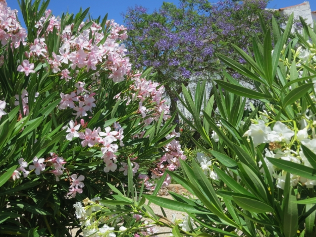 Villa Monte Palmeira, Colourful shrubs, Image 24