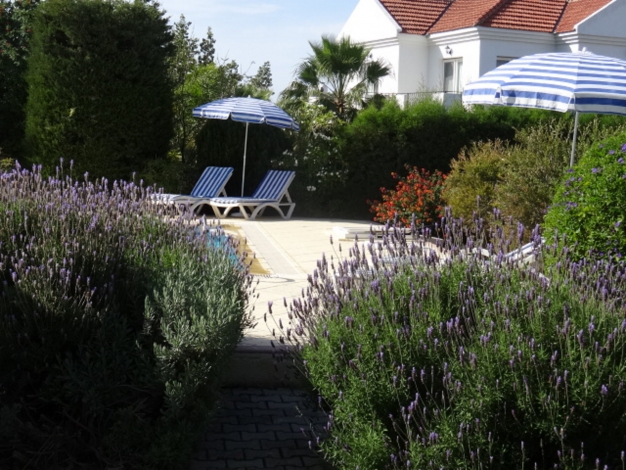 Villa Manolya + Pool, Big lavendar bushes in the garden, Image 21