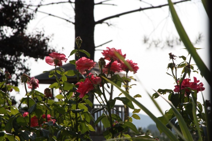 Country House, Treehouse through the roses, Image 8