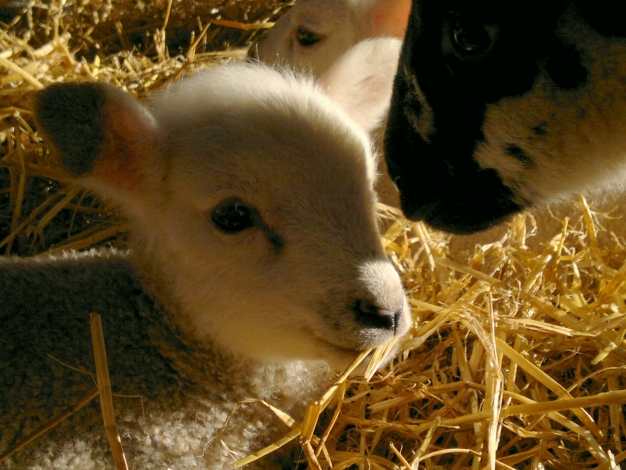 Countryside Cottages, Loving touch for a young lamb, Image 26