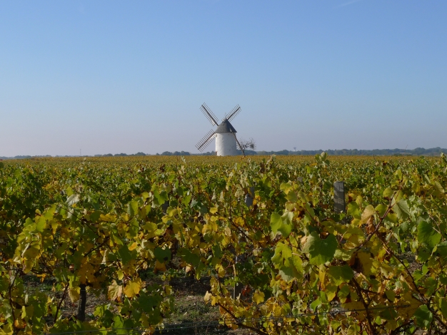 Lapwing House, Visit the Vineyards of the Vendee, Image 15